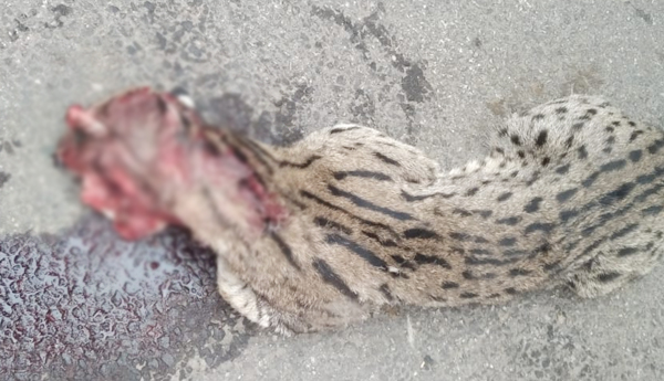 rare cat died in accident