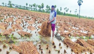 కృష్ణాజిల్లా ఉయ్యూరు మండలం గండిగుంటలో నీటిపాలైన వరి పంట