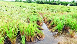 గుంటూరు జిల్లా మంగళగిరి మండలం నంబూరులో నీటమునిగిన వరి పొలం