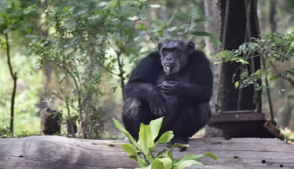 Chimpanzee dies in Visakhapatnam zoo