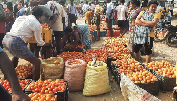 Fall in tomato price - brokers are the wind