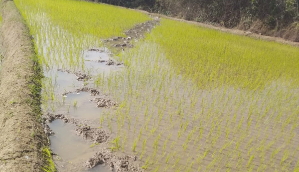 elephant attack on paddy crop